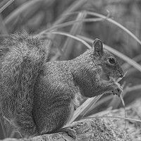 Buy canvas prints of Squirrel on the Fence at Ninesprings Yeovil  by Will Badman