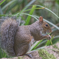 Buy canvas prints of Squirrel on the Fence at Ninesprings Yeovil by Will Badman
