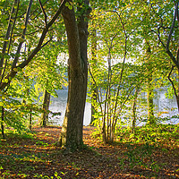 Buy canvas prints of Autumn woodland at Chard Reservoir Somerset uk by Will Badman