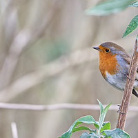 Buy canvas prints of Robin in a Tree at Ninesprings Yeovil by Will Badman