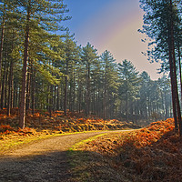 Buy canvas prints of Sun rays through Sandford Forest Dorset by Will Badman