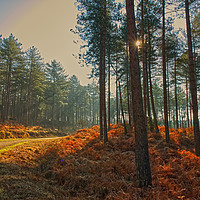 Buy canvas prints of Sun rays through Sandford Forest Dorset by Will Badman
