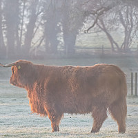 Buy canvas prints of Highland Cow on a Misty Morning by Will Badman