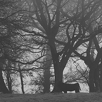 Buy canvas prints of Cow and Trees in Black and White  by Will Badman