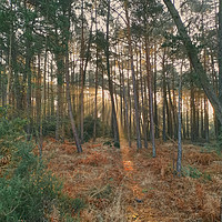 Buy canvas prints of Sun rays through Holton Heath Forest Dorset by Will Badman