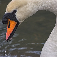 Buy canvas prints of Swan on a Lake in Ninesprings Yeovil Somerset UK   by Will Badman
