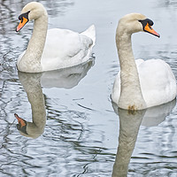 Buy canvas prints of Swans on a Lake in Ninesprings Yeovil Somerset UK  by Will Badman
