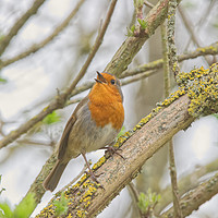 Buy canvas prints of Singing Robin at Ninesprings Yeovil Somerset  by Will Badman