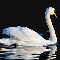 Buy canvas prints of Swan swimming on a lake in Yeovil Somerset  by Will Badman