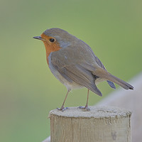 Buy canvas prints of Robin at Ninesprings Yeovil Somerset  by Will Badman