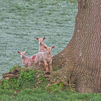 Buy canvas prints of 3 Young Lambs by a Tree in Somerset by Will Badman
