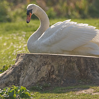Buy canvas prints of Swan on the bank at Ninesprings Somerset by Will Badman