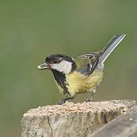 Buy canvas prints of Great Tit at Ham Wall Nature Reserve Somerset by Will Badman