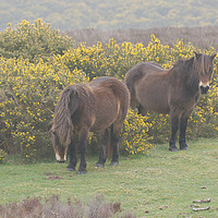 Buy canvas prints of Exmoor Ponies Somerset UK by Will Badman