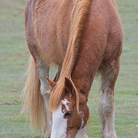 Buy canvas prints of Quantock Hill Pony by Will Badman