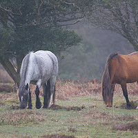 Buy canvas prints of Quantock Hill Ponies by Will Badman