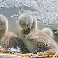 Buy canvas prints of Two Day Old Cygnets by Will Badman