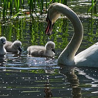 Buy canvas prints of Young Cygnets taking their first swim  by Will Badman