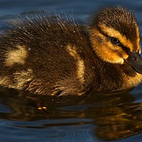 Buy canvas prints of Young Duckling at Ninesprings Yeovil by Will Badman