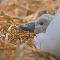Buy canvas prints of Newly Hatched Cygnet  by Will Badman