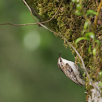 Buy canvas prints of Tree Creeper on a tree covered in moss by Will Badman