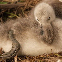 Buy canvas prints of Two Day Old Cygnet  by Will Badman