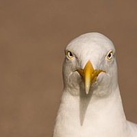 Buy canvas prints of Angry Looking Herring Gull by Will Badman