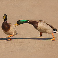 Buy canvas prints of Two Mallard Ducks Fighting in the Park by Will Badman