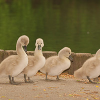Buy canvas prints of Four young Cygnets walking around the park by Will Badman