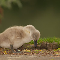 Buy canvas prints of Young Cygnet at Ninesprings Yeovil Somerset by Will Badman