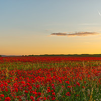 Buy canvas prints of Summer Solstice Sunset over a Poppy Field by Will Badman