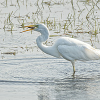 Buy canvas prints of Great Egret With a Fish by Will Badman