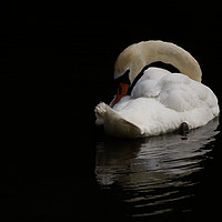Buy canvas prints of Elegant Swan Resting by Will Badman