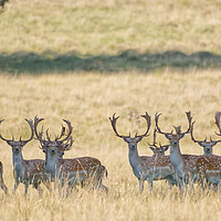 Buy canvas prints of Fallow Buck line up by Will Badman
