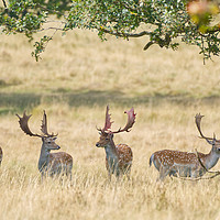 Buy canvas prints of Fallow Bucks Under The Trees by Will Badman