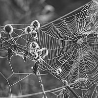 Buy canvas prints of Web on a Misty Morning by Will Badman