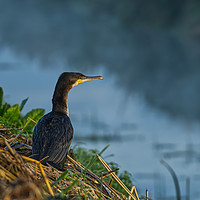 Buy canvas prints of Cormorant Sat on Misty River Bank by Will Badman