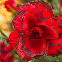 Buy canvas prints of Autumn Rose  by Will Badman
