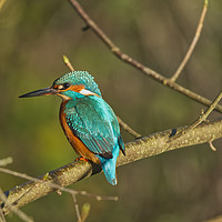 Buy canvas prints of Kingfisher on a branch by Will Badman