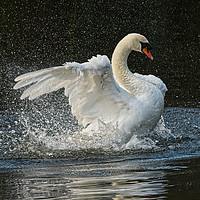 Buy canvas prints of Swan flapping its wings on the lake in Yeovil uk by Will Badman
