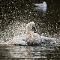 Buy canvas prints of Swan flapping its wings on the lake in Yeovil uk  by Will Badman