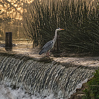 Buy canvas prints of Heron on the Weir  by Will Badman