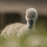 Buy canvas prints of Young Cygnet by Will Badman