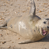 Buy canvas prints of A wild seal lying in the sand by Will Badman