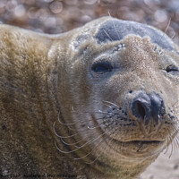 Buy canvas prints of A close up of Sammy the seal  by Will Badman
