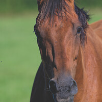 Buy canvas prints of Horse portrait  by Will Badman