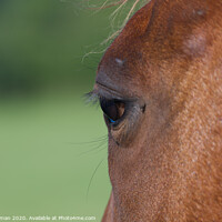 Buy canvas prints of Horse close up by Will Badman
