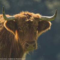 Buy canvas prints of Highland Cow by Will Badman