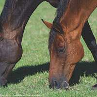 Buy canvas prints of A close up of brown horses grazing in a field by Will Badman