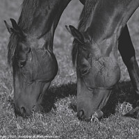 Buy canvas prints of A close up of horses in a field by Will Badman